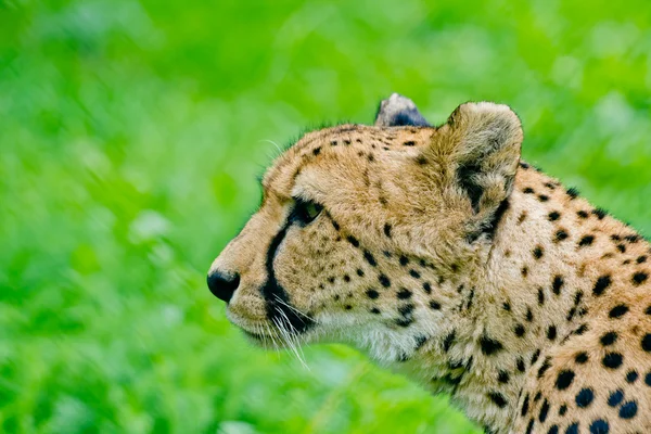 Cheetah em Zoológico de Moscou — Fotografia de Stock