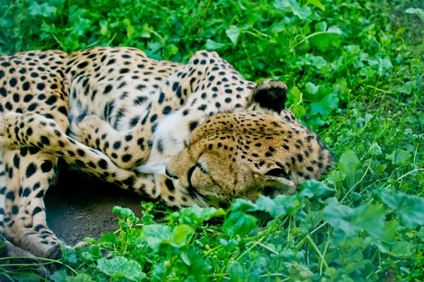 Cheetah em Zoológico de Moscou — Fotografia de Stock