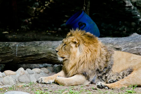 Leão no zoológico de Moscou — Fotografia de Stock