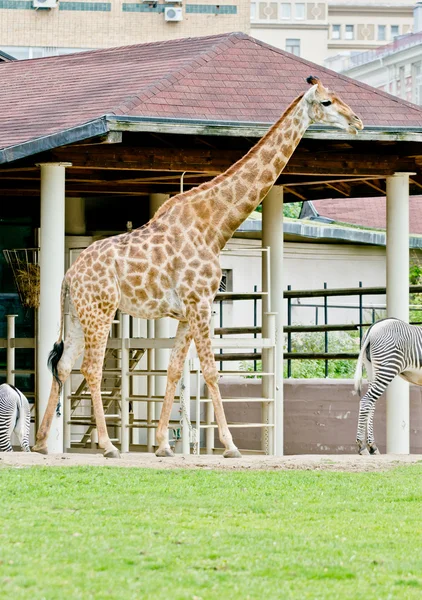 Girafe dans le zoo de Moscou Images De Stock Libres De Droits
