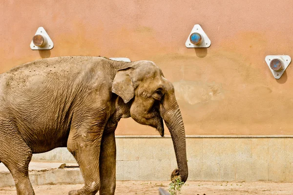 Elefante en el zoológico de Moscú Imagen De Stock