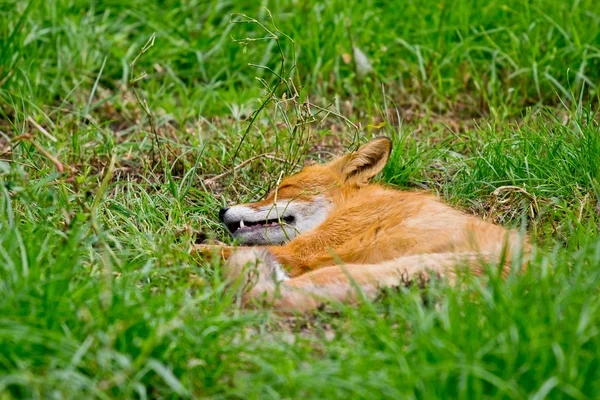 Renard endormi Photo De Stock