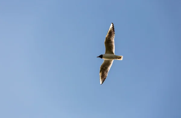 Letící Racek v modré obloze — Stock fotografie