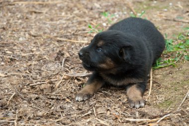Küçük Köpek