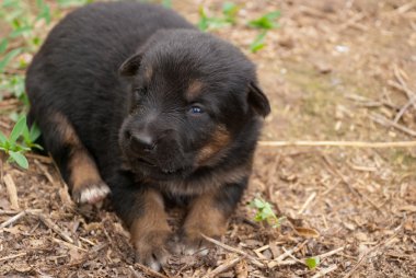 Küçük Köpek