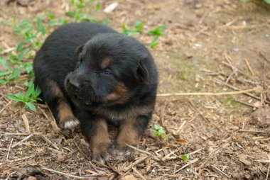 Küçük Köpek
