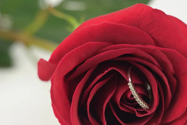 Rose with a ring inside — Stock Photo, Image