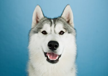 Huskies iyi