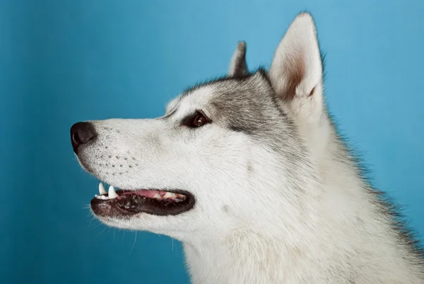 Cachorros — Fotografia de Stock