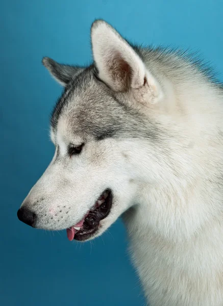 Huskies olhando para baixo — Fotografia de Stock