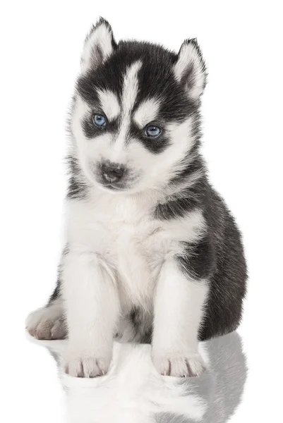 Welpenporträt - Husky — Stockfoto