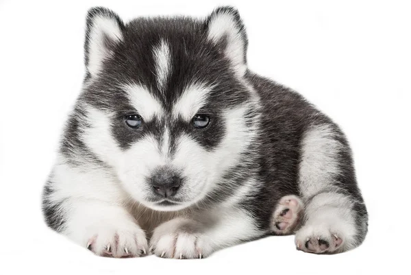 Welpenporträt - Husky — Stockfoto