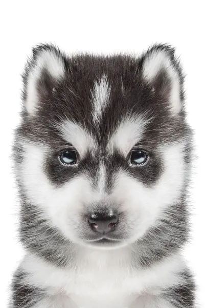 Cachorro Retrato - Husky — Foto de Stock