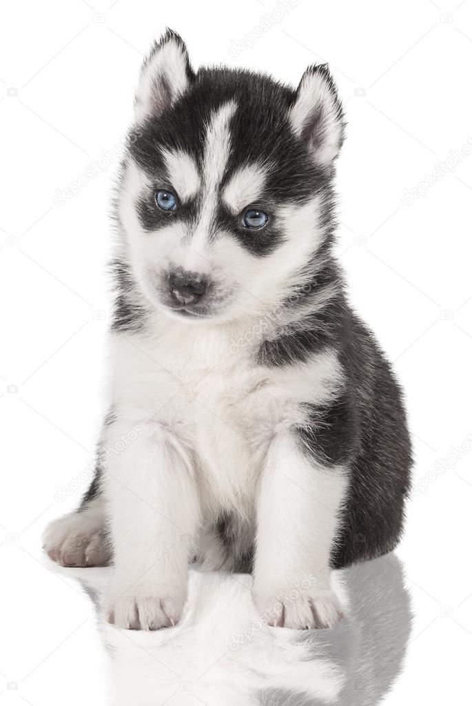 puppy Portrait - Husky
