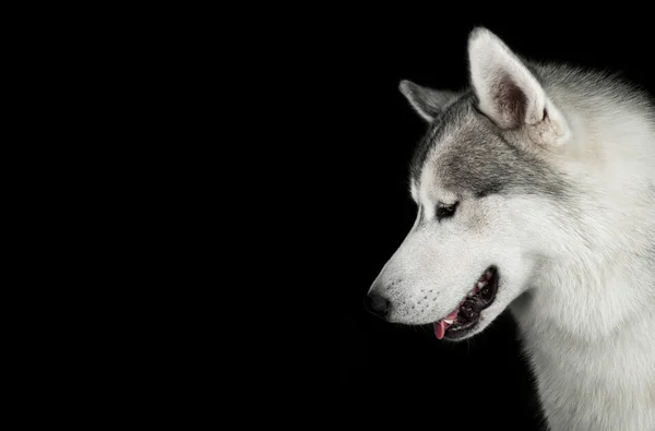 下へ見ている頭のハスキー犬 — ストック写真