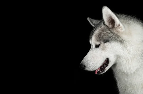 Huskies olhando para baixo — Fotografia de Stock