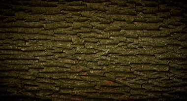 Dark tree bark texture as a background.
