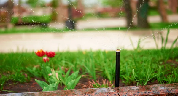 Sprinkler for irrigation of green lawn with flowers.