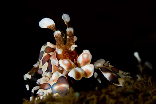Harlequin krevety - hymenocera elegans — Stock fotografie