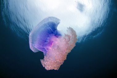 taç denizanası - Fiji netrostoma setouchina