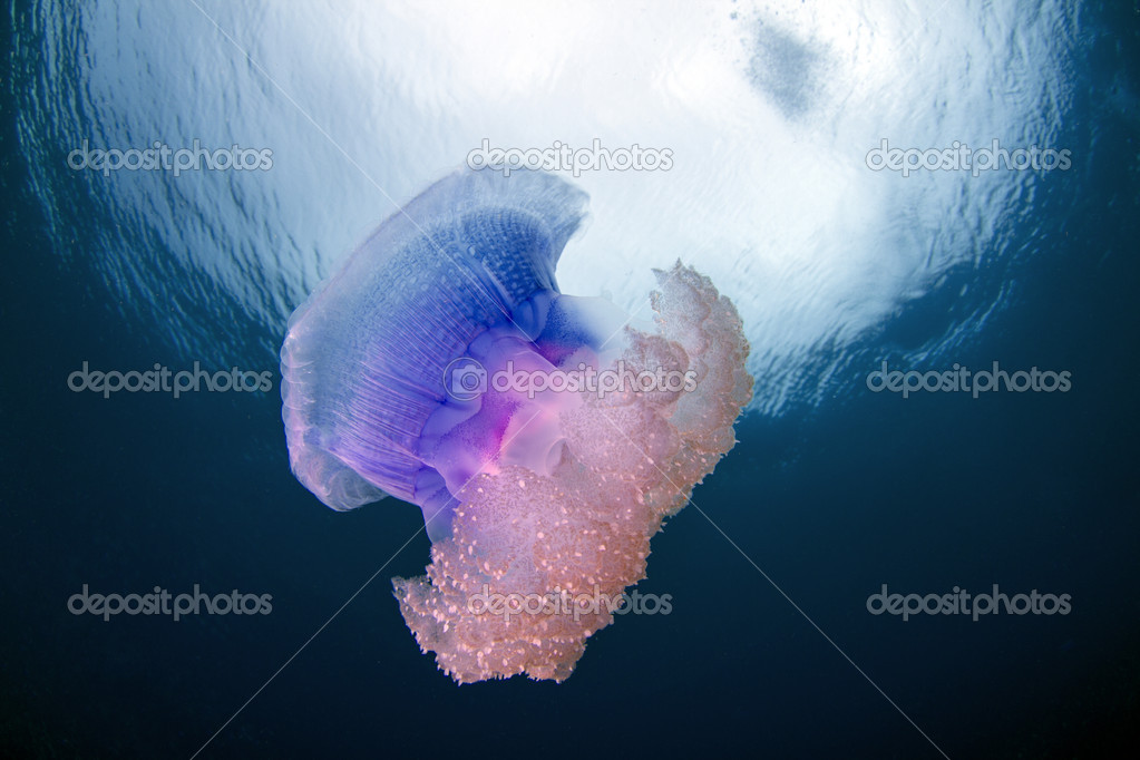 Crown Jellyfish - Netrostoma setouchina in Fiji