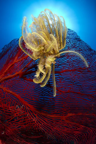 Crinoid - Phyllum echinodermata Fidži — Stock fotografie