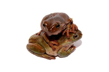 bodur ağaç kurbağaları