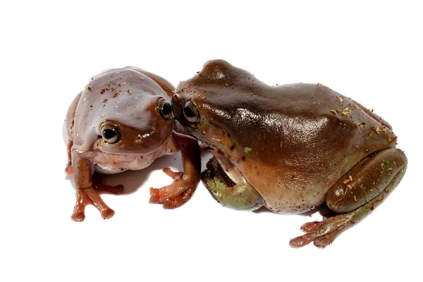 Rãs-da-índia — Fotografia de Stock