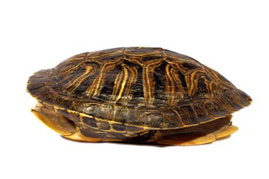 Turtle Shell clipart