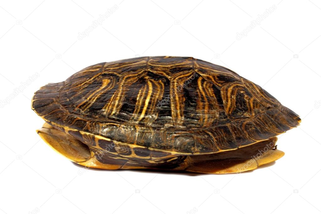Turtle Shell Stock Photo by ©abhbah05 12259494