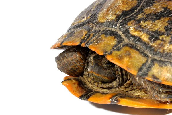 Västra kyckling sköldpadda — Stockfoto