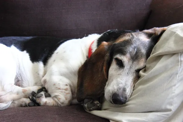 Chien de Basset endormi Photo De Stock