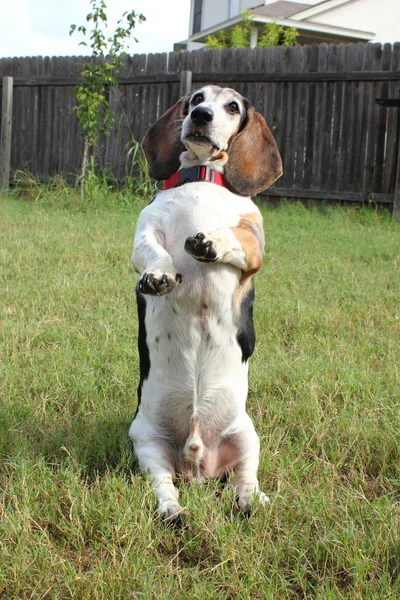 Cachorro basset — Foto de Stock