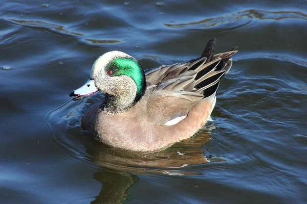 Amerikan wigeon — Stok fotoğraf