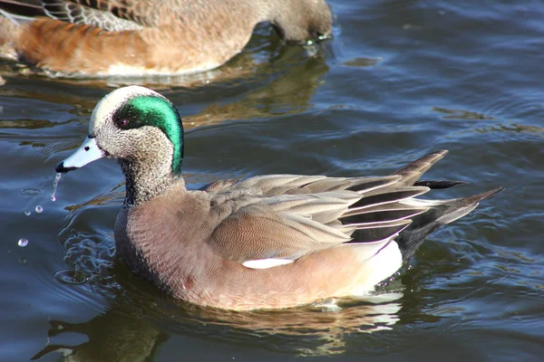 Amerikan wigeon — Stok fotoğraf