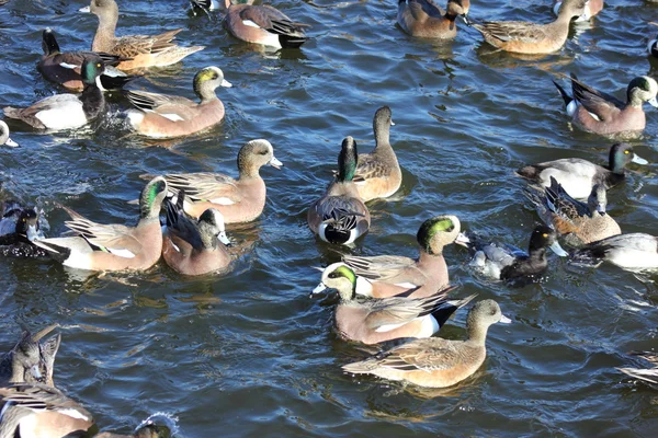 Overwintering Ducks — Stock Photo, Image