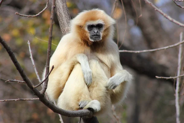 Vit räckte gibbon — Stockfoto