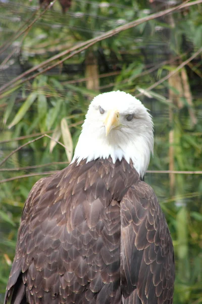 Águila calva —  Fotos de Stock