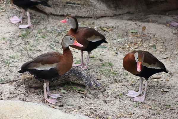 Bebek Hitam Meraih Bebek — Stok Foto