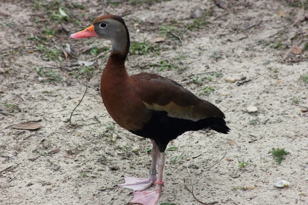 Pato assobiando barriga preta — Fotografia de Stock