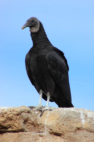 Svart gam — Stockfoto