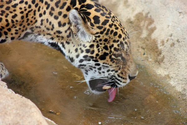 Jaguar — Stock Photo, Image