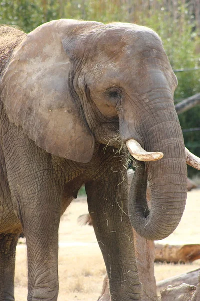 Elefante africano — Foto Stock