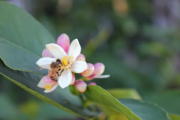 Пчелиный нектар — стоковое фото