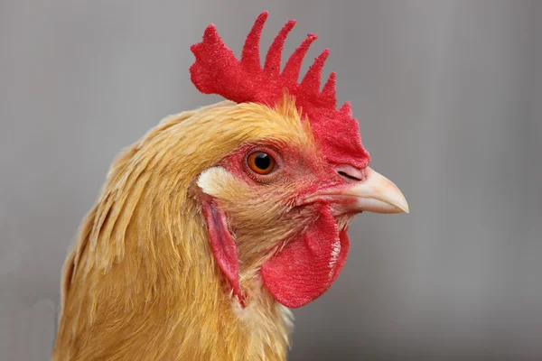 Gallo — Foto de Stock