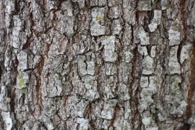 Canlı Meşe ağaç kabuğu