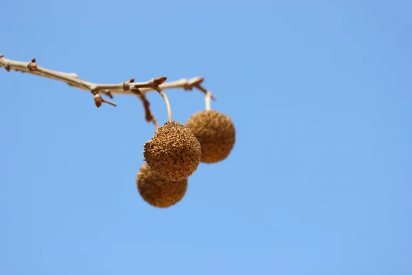 枫树种子 — 图库照片