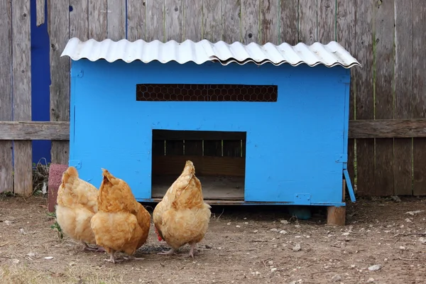 Chicken Coop — Stock Photo, Image