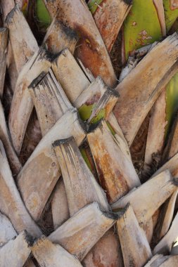 palmiye ağaç kabuğu