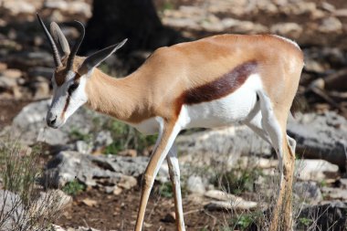Springbok